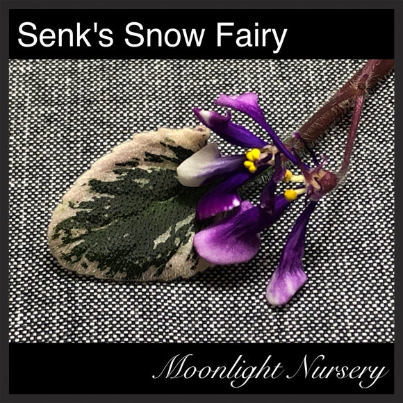 Senk's Snow Fairy