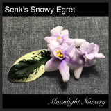 Senk's Snowy Egret