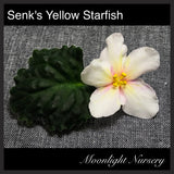 Senk's Yellow Starfish