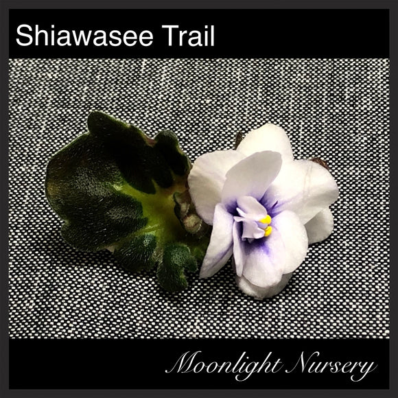 Shiawasee Trail