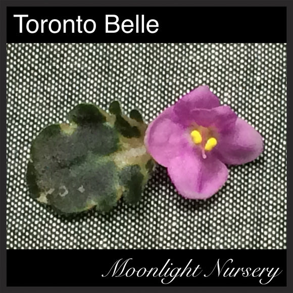 Toronto Belle