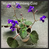 Wizard's Numbing Cold