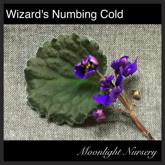 Wizard's Numbing Cold