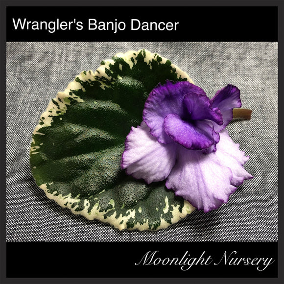 Wrangler's Banjo Dancing