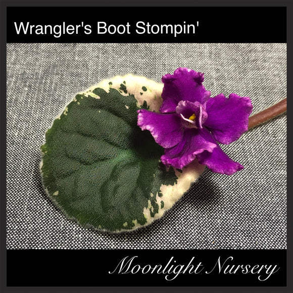 Wrangler's Boot Stompin'