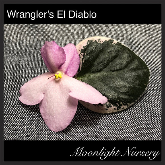 Wrangler's El Diablo