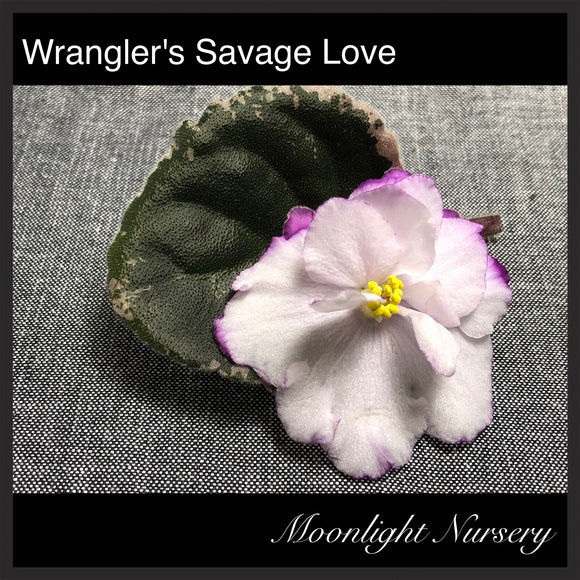 Wrangler's Savage Love