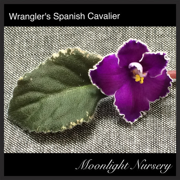 Wrangler's Spanish Cavalier