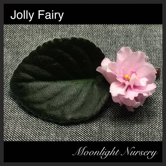 Jolly Fairy