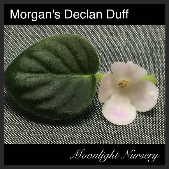 Morgan's Declan Duff