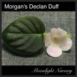 Morgan's Declan Duff