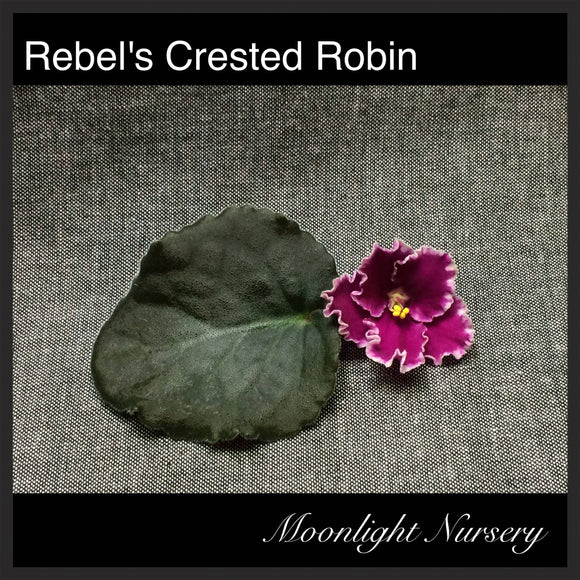 Rebel's Crested Robin