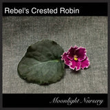 Rebel's Crested Robin