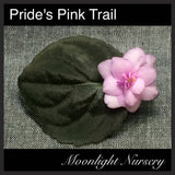 Pride's Pink Trail