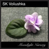 SK Voliushka