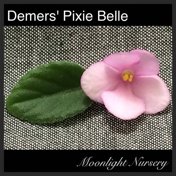 Demers' Pixie Belle