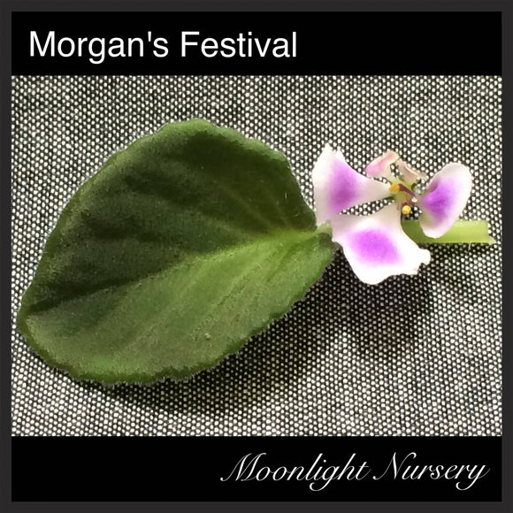 Morgan's Festival