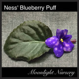 Ness' Blueberry Puff
