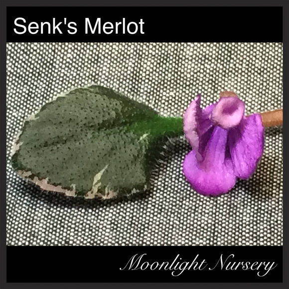 Senk's Merlot