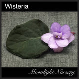 Wisteria