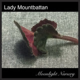 Lady Mountbattan