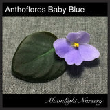 Anthoflores Baby Blue