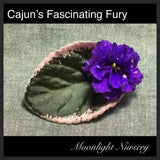 Cajun's Fascinating Fury
