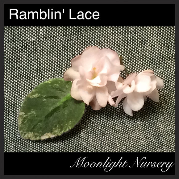 Ramblin' Lace