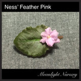 Ness' Feather Pink