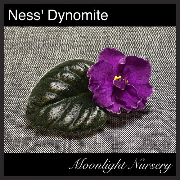 Ness' Dynomite