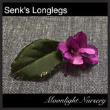 Senk's Longlegs