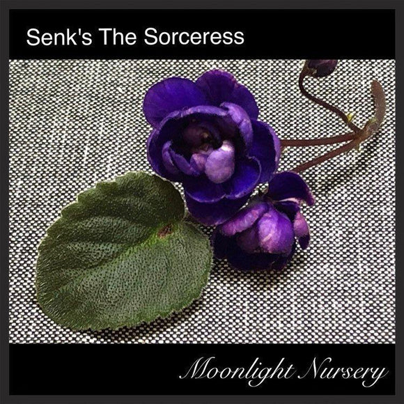 Senk's The Sorceress