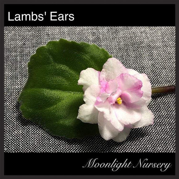 Lambs' Ears
