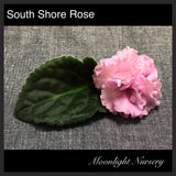 South Shore Rose