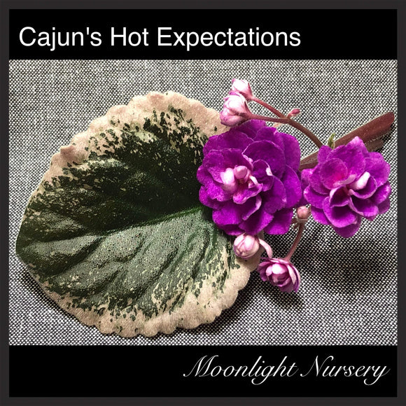 Cajun's Hot Expectations