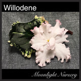 Willodene