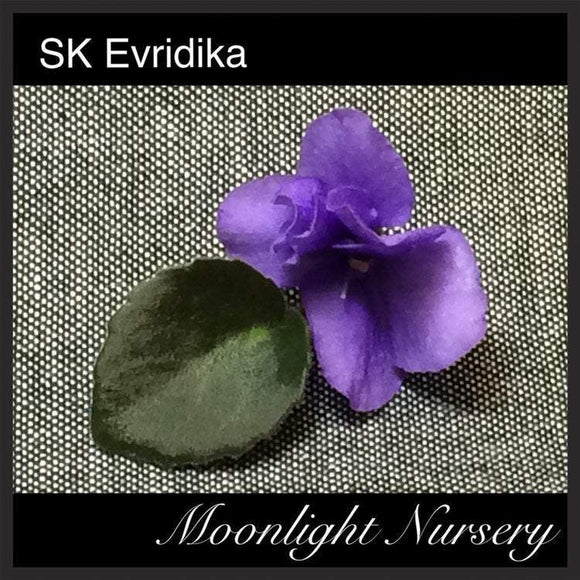SK Evridika