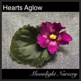 Hearts Aglow