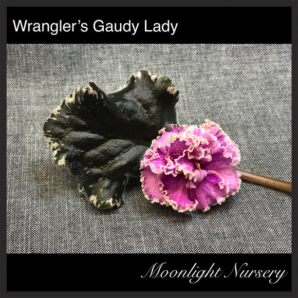 Wrangler's Gaudy Lady