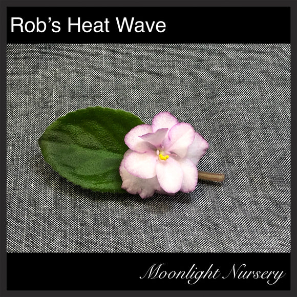 Rob's Heat Wave