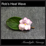 Rob's Heat Wave